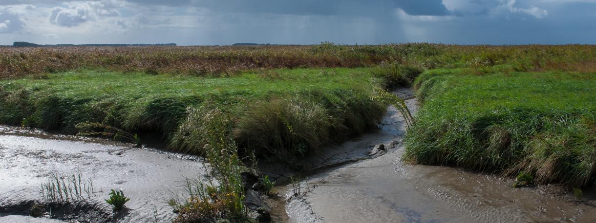 landschap met waterloop