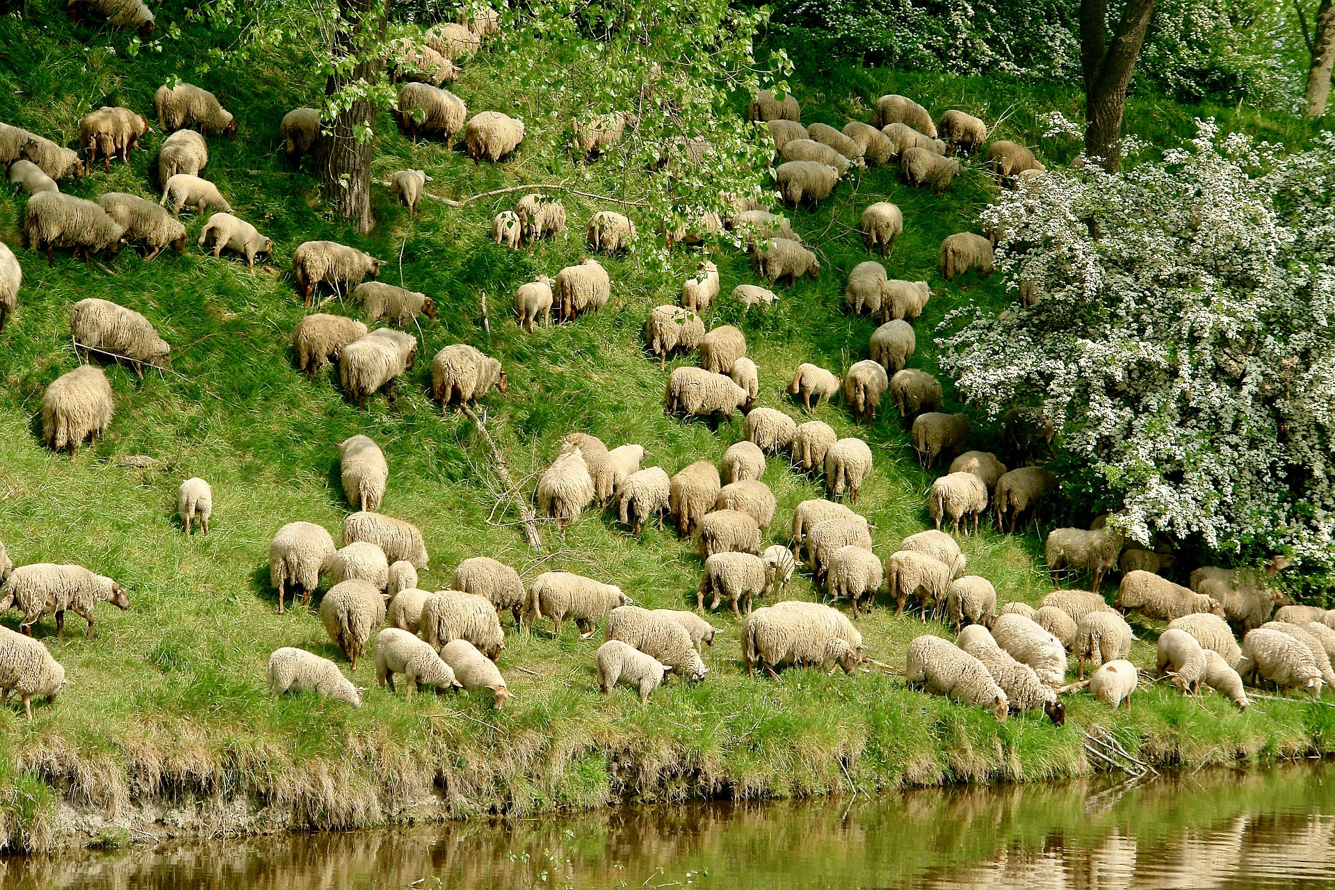 dijk met schapen